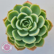 Load image into Gallery viewer, Echeveria &#39;Honey Melon&#39;
