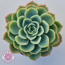 Load image into Gallery viewer, Echeveria &#39;Honey Melon&#39;
