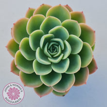 Load image into Gallery viewer, Echeveria &#39;Honey Melon&#39;
