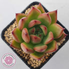 Echeveria Honey Pink