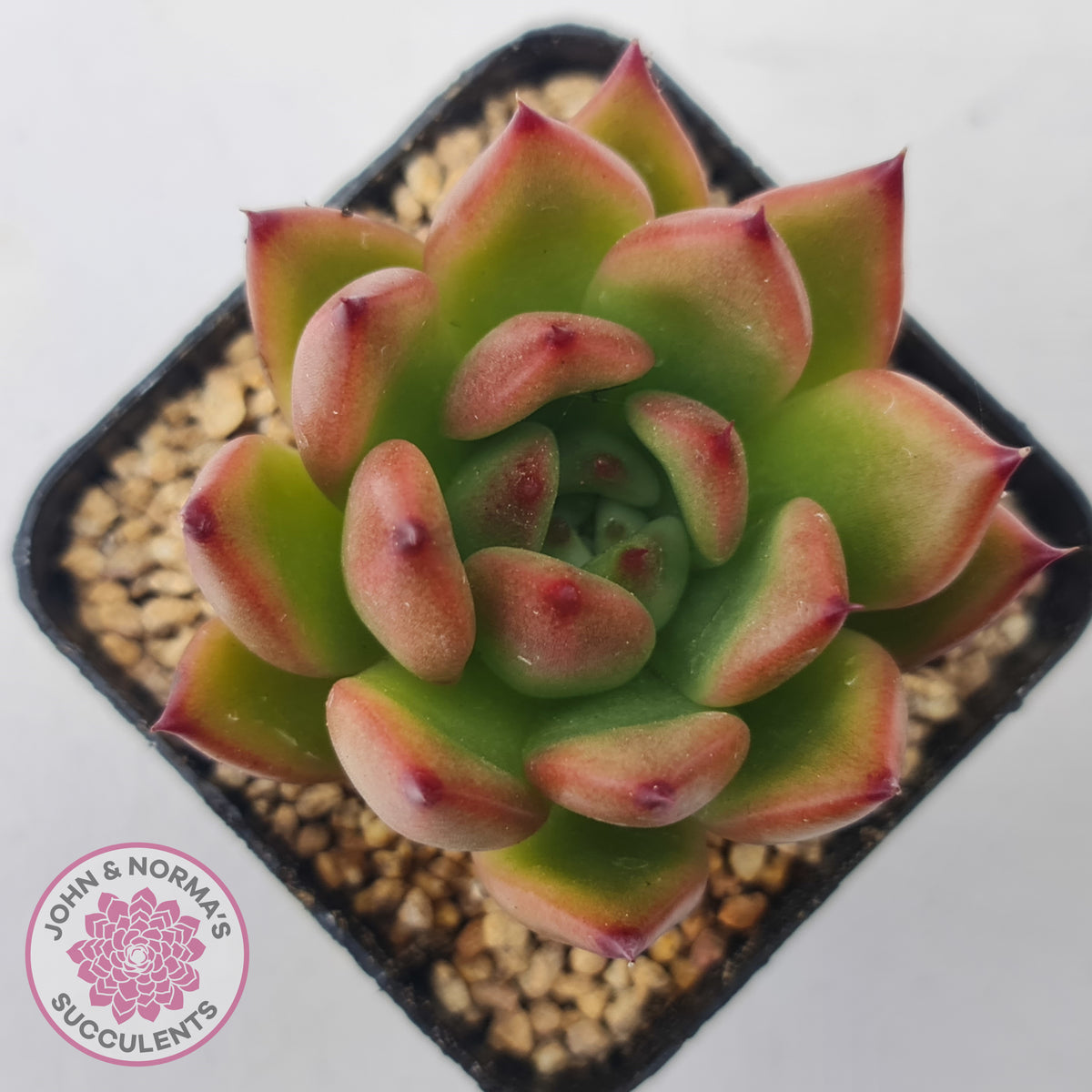 Echeveria Honey Pink