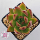 Echeveria Honey Pink