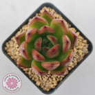 Echeveria Honey Pink