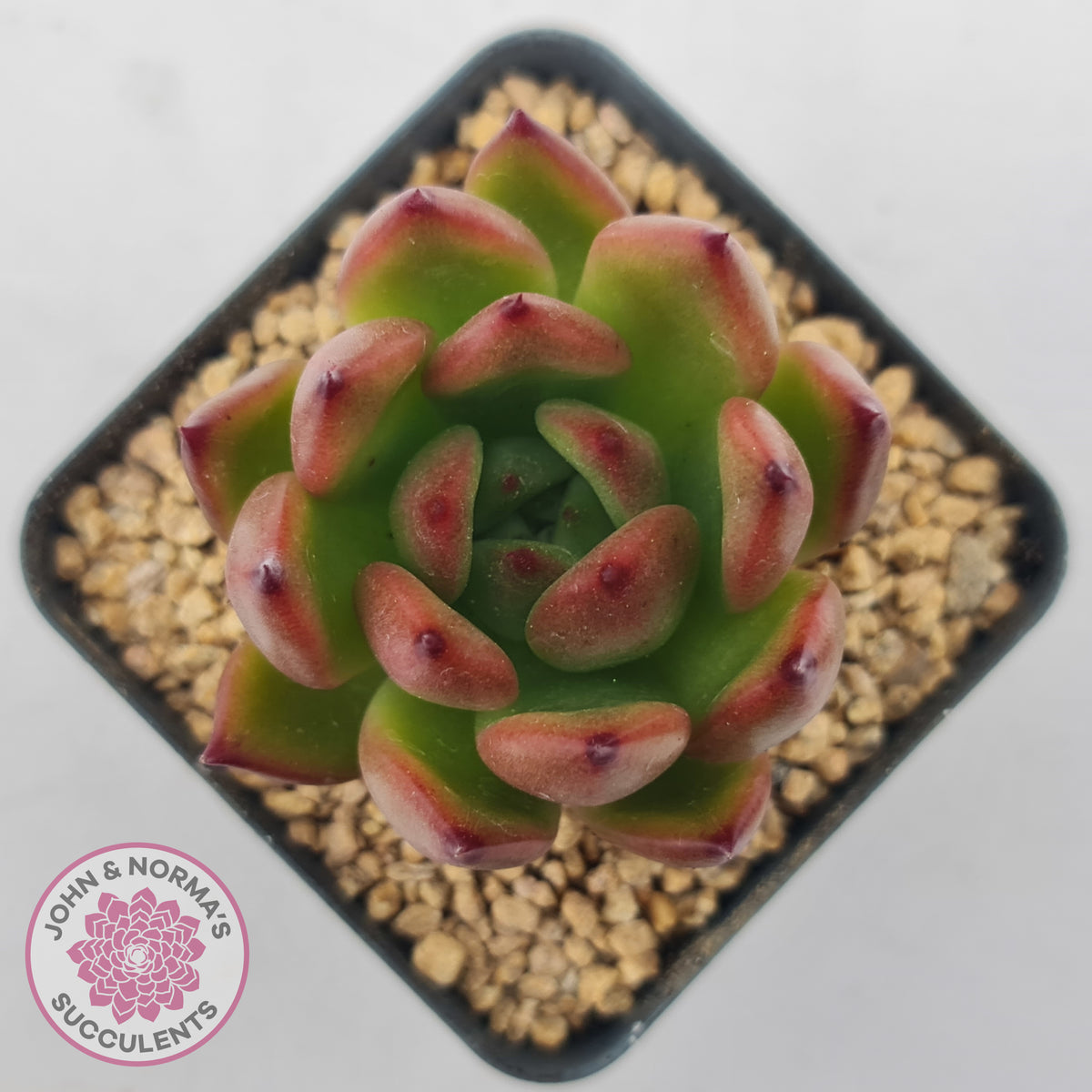 Echeveria Honey Pink