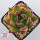 Echeveria Honey Pink