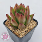 Echeveria Honey Pink