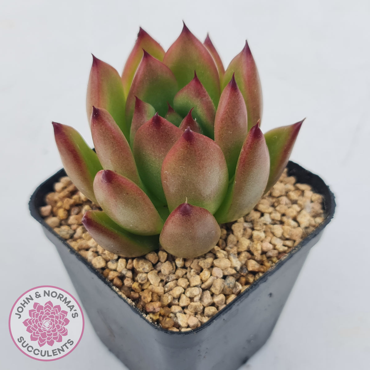 Echeveria Honey Pink