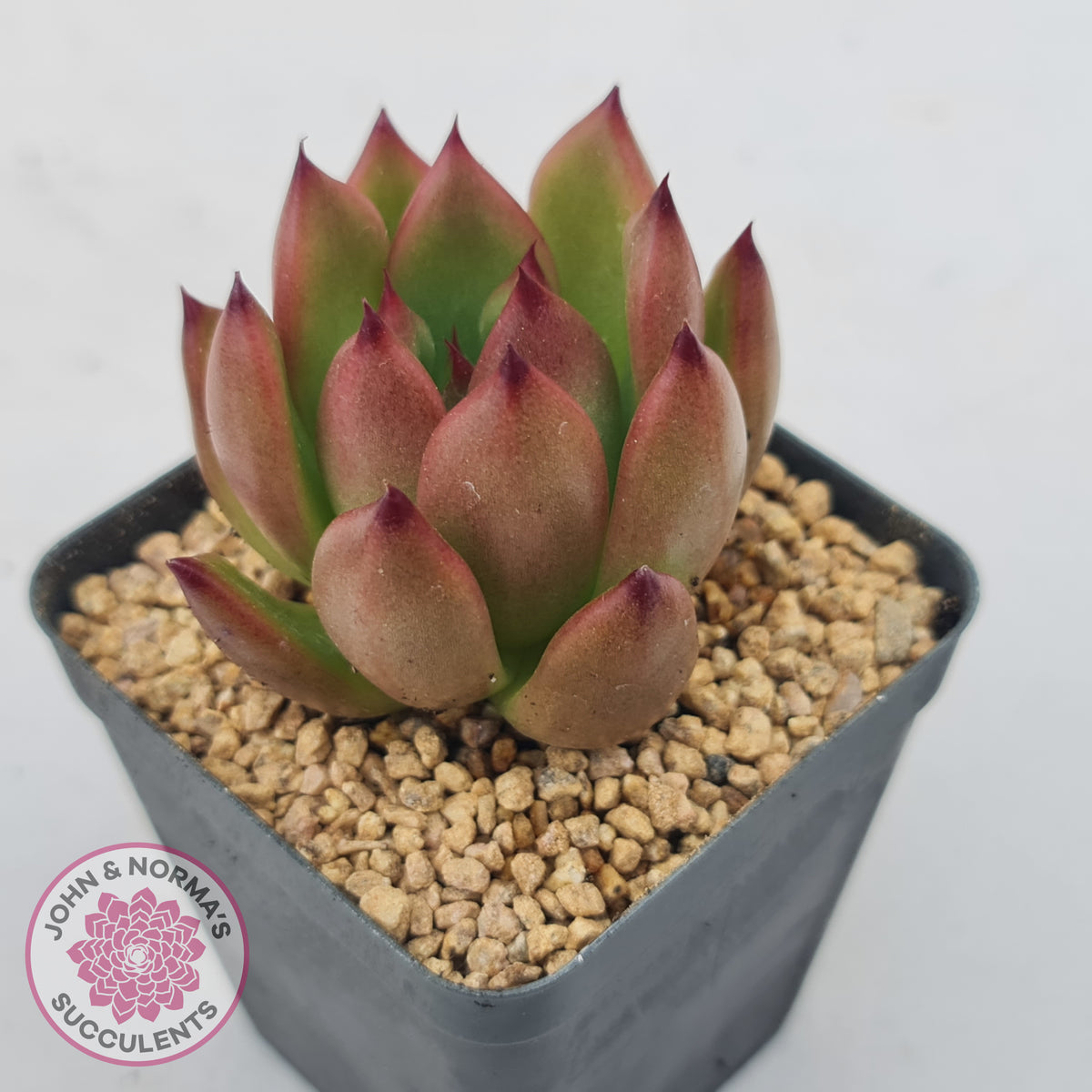 Echeveria Honey Pink