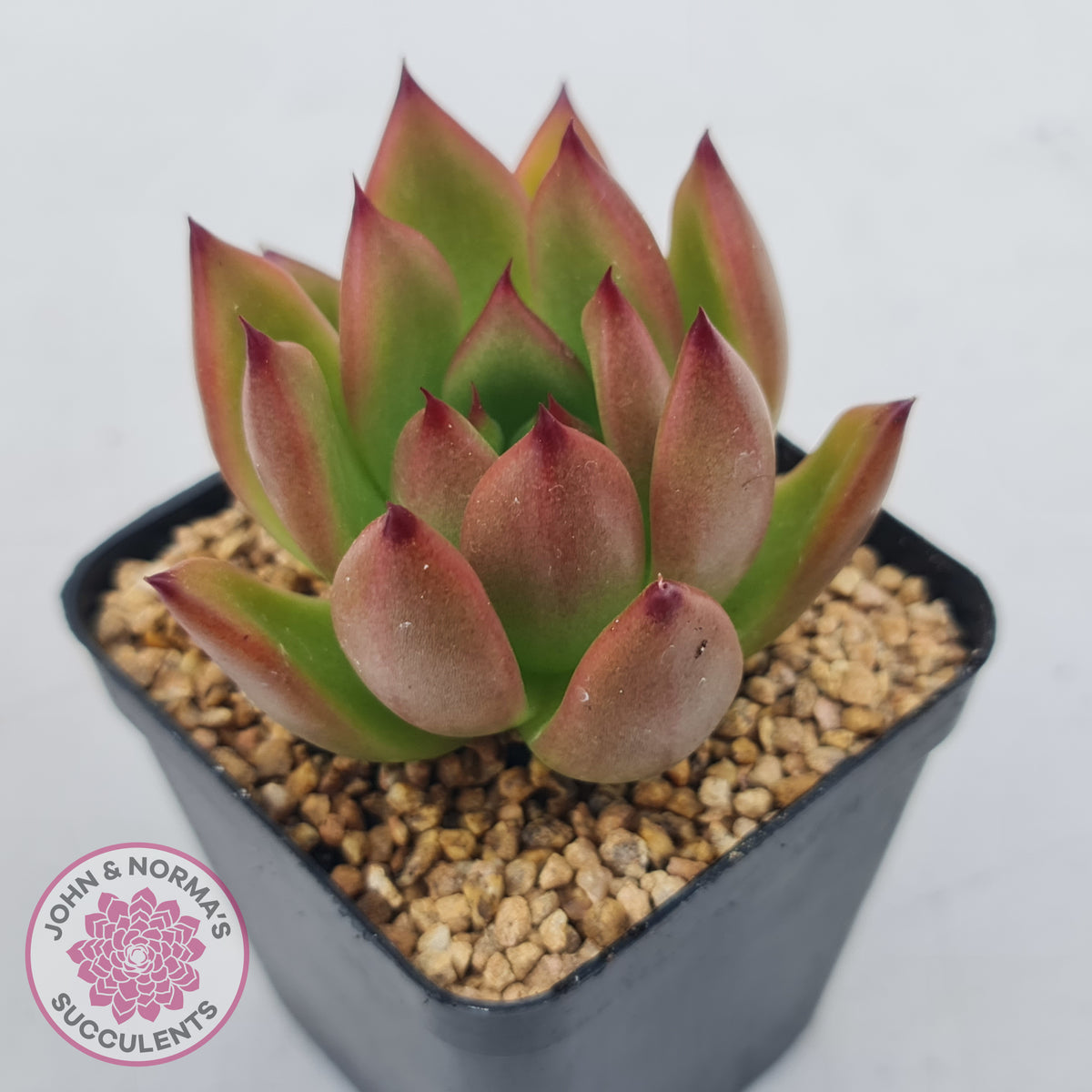 Echeveria Honey Pink