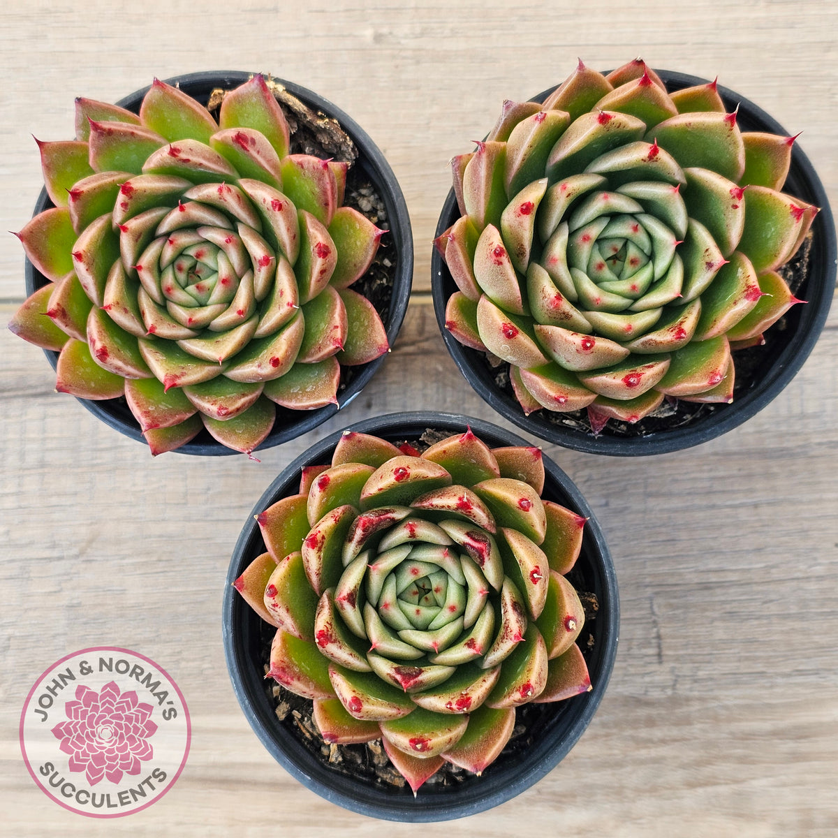 Echeveria Hwanhee