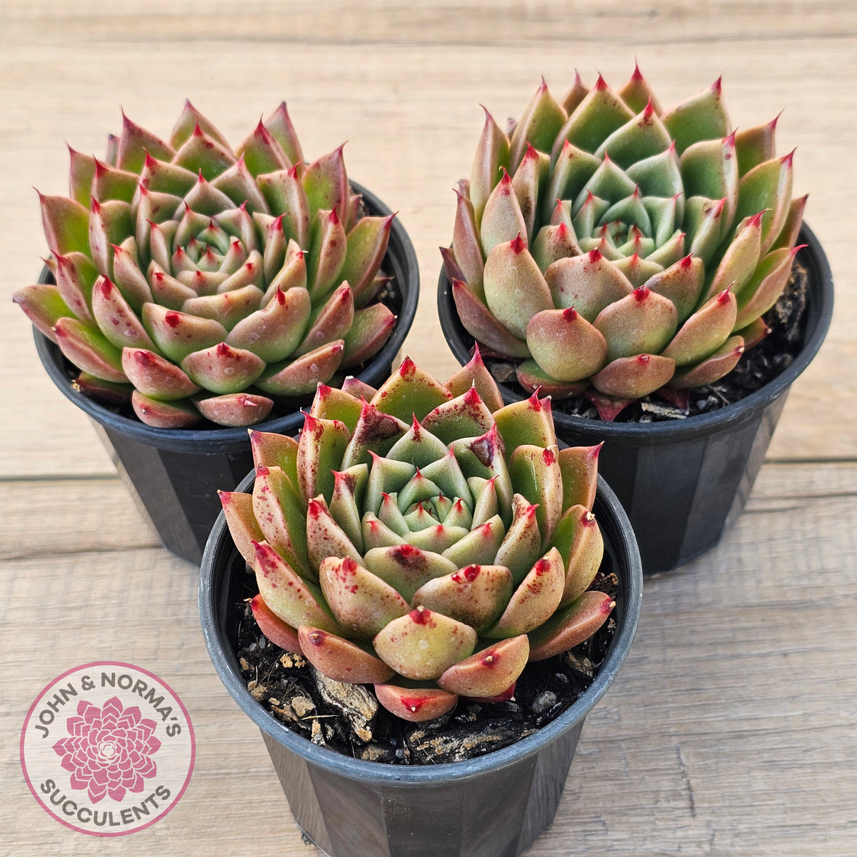 Echeveria Hwanhee