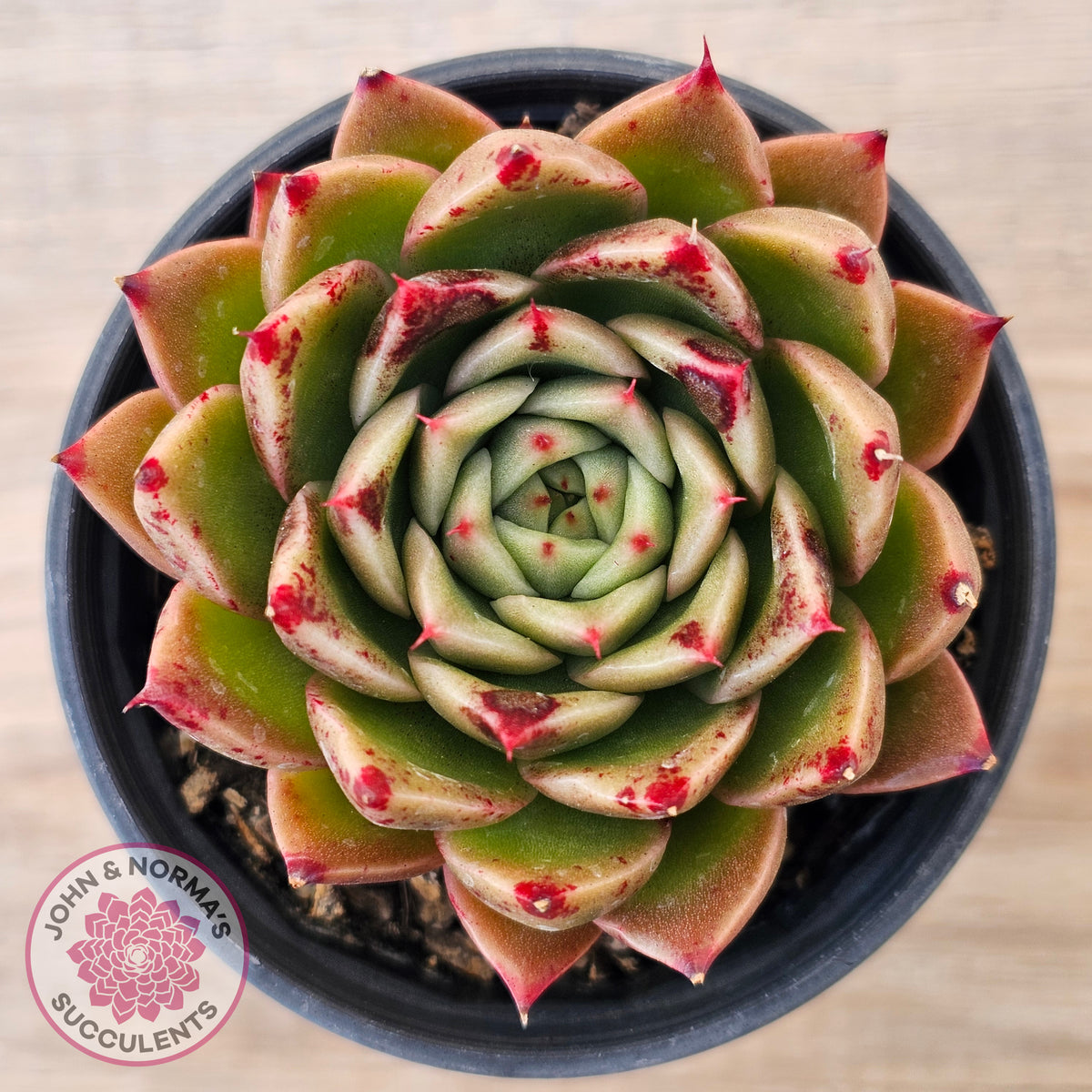 Echeveria Hwanhee