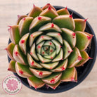 Echeveria Hwanhee