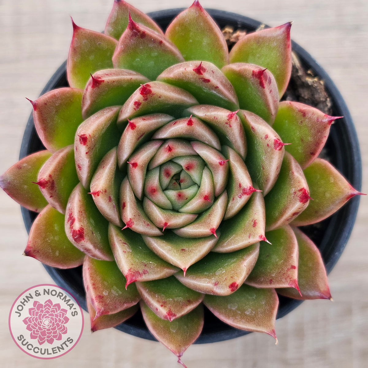 Echeveria Hwanhee