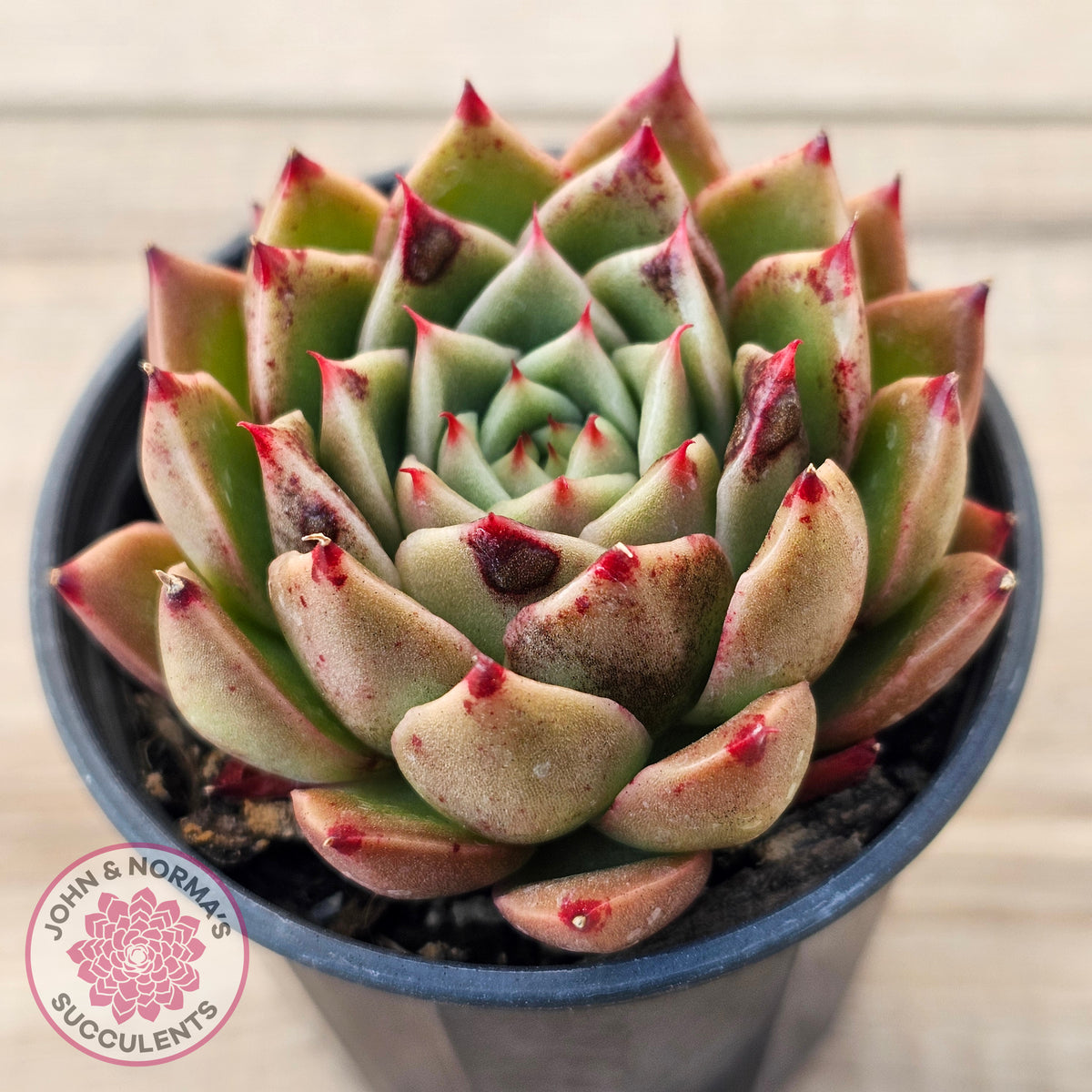 Echeveria Hwanhee
