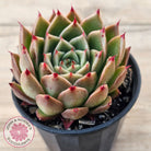 Echeveria Hwanhee