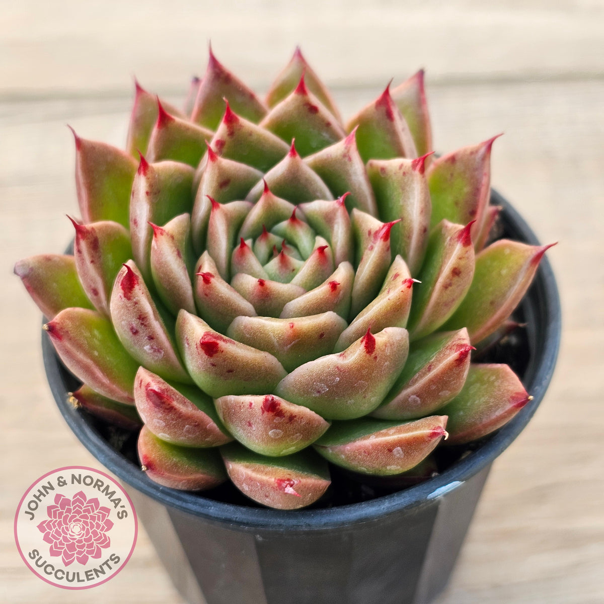 Echeveria Hwanhee