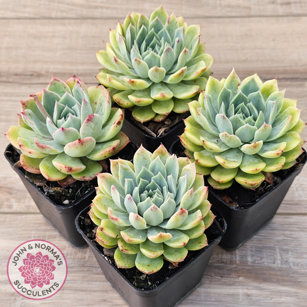 Echeveria 'Hyalina Surprise'