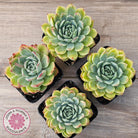 Echeveria 'Hyalina Surprise'