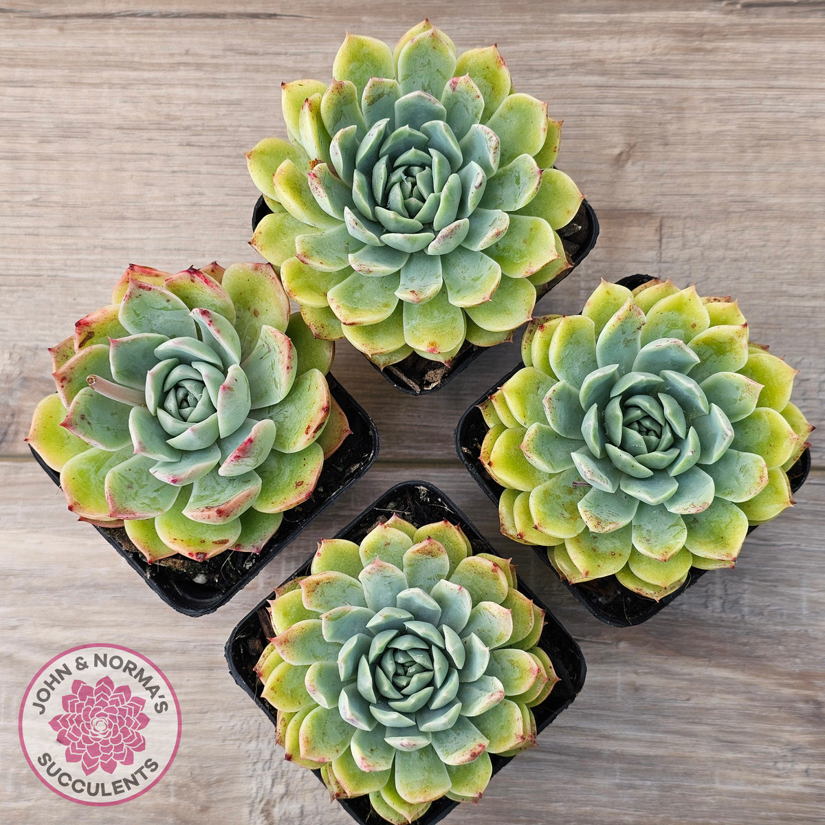 Echeveria 'Hyalina Surprise'