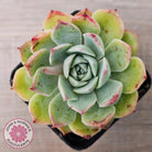 Echeveria 'Hyalina Surprise'