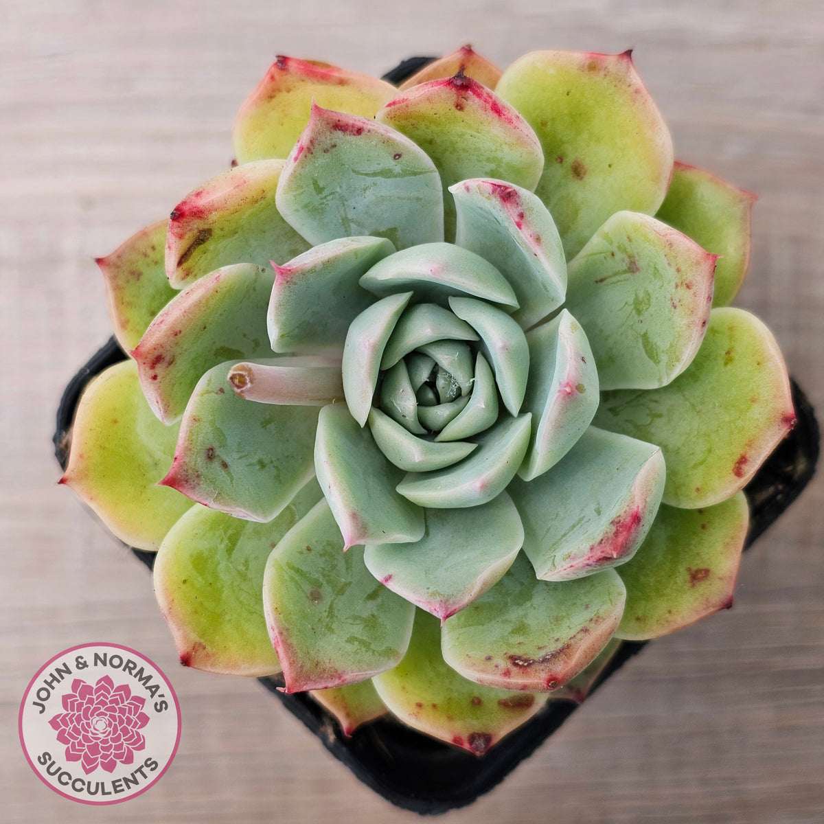 Echeveria 'Hyalina Surprise'