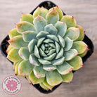 Echeveria 'Hyalina Surprise'