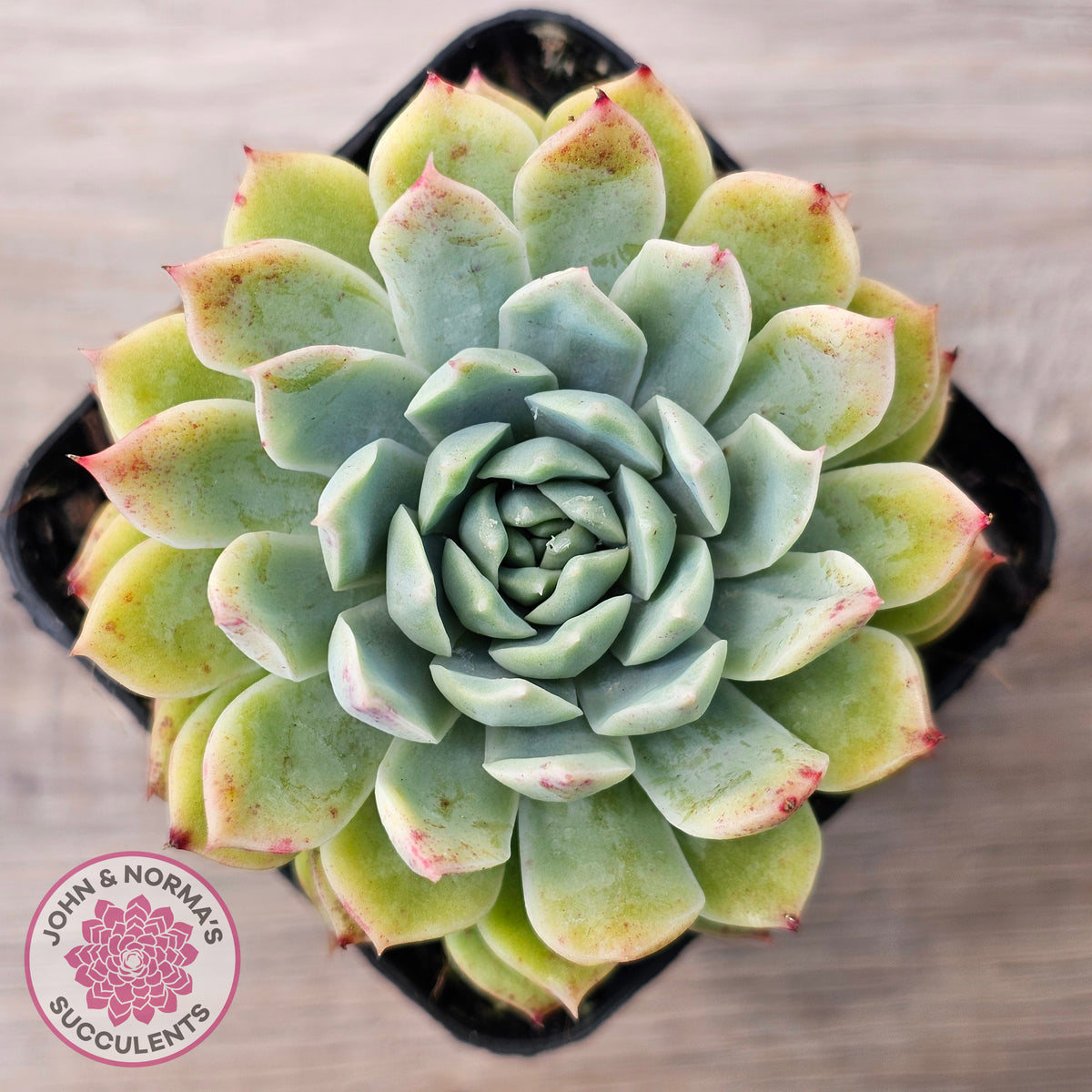 Echeveria 'Hyalina Surprise'