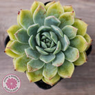 Echeveria 'Hyalina Surprise'
