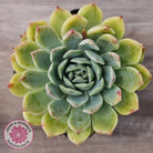Echeveria 'Hyalina Surprise'