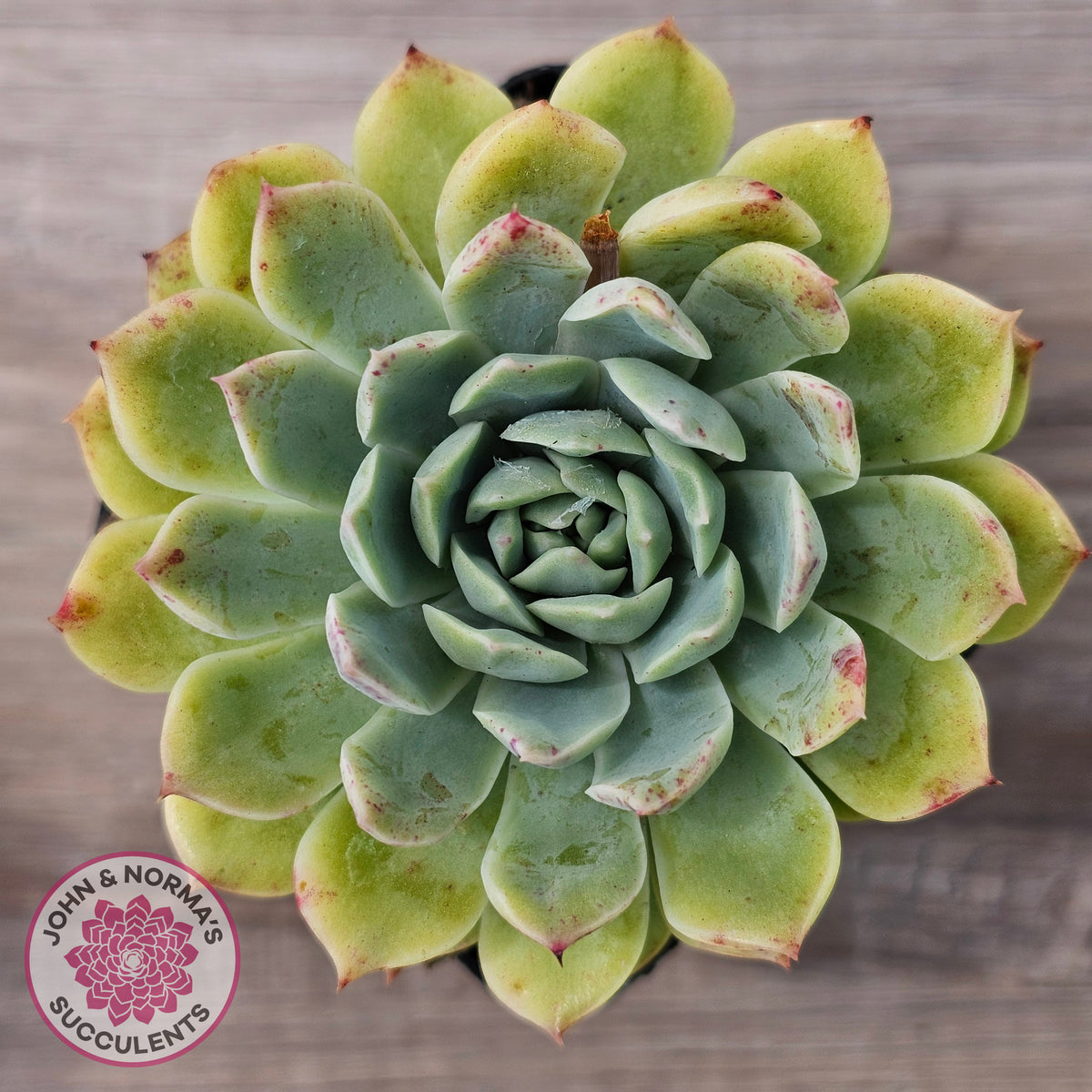 Echeveria 'Hyalina Surprise'