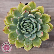 Load image into Gallery viewer, Echeveria &#39;Hyalina Surprise&#39;
