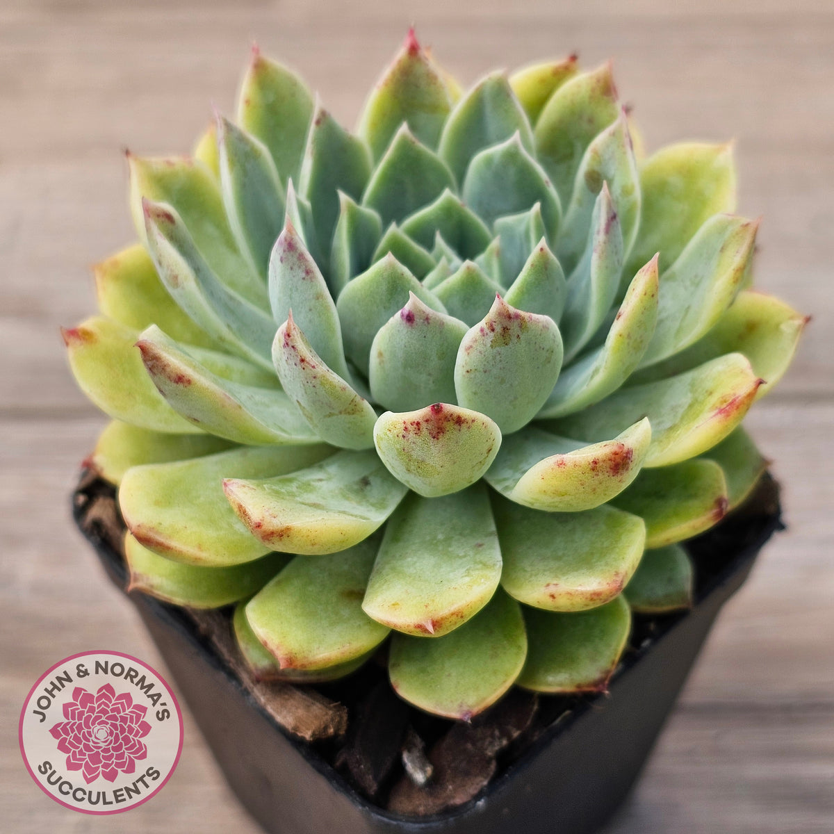 Echeveria 'Hyalina Surprise'