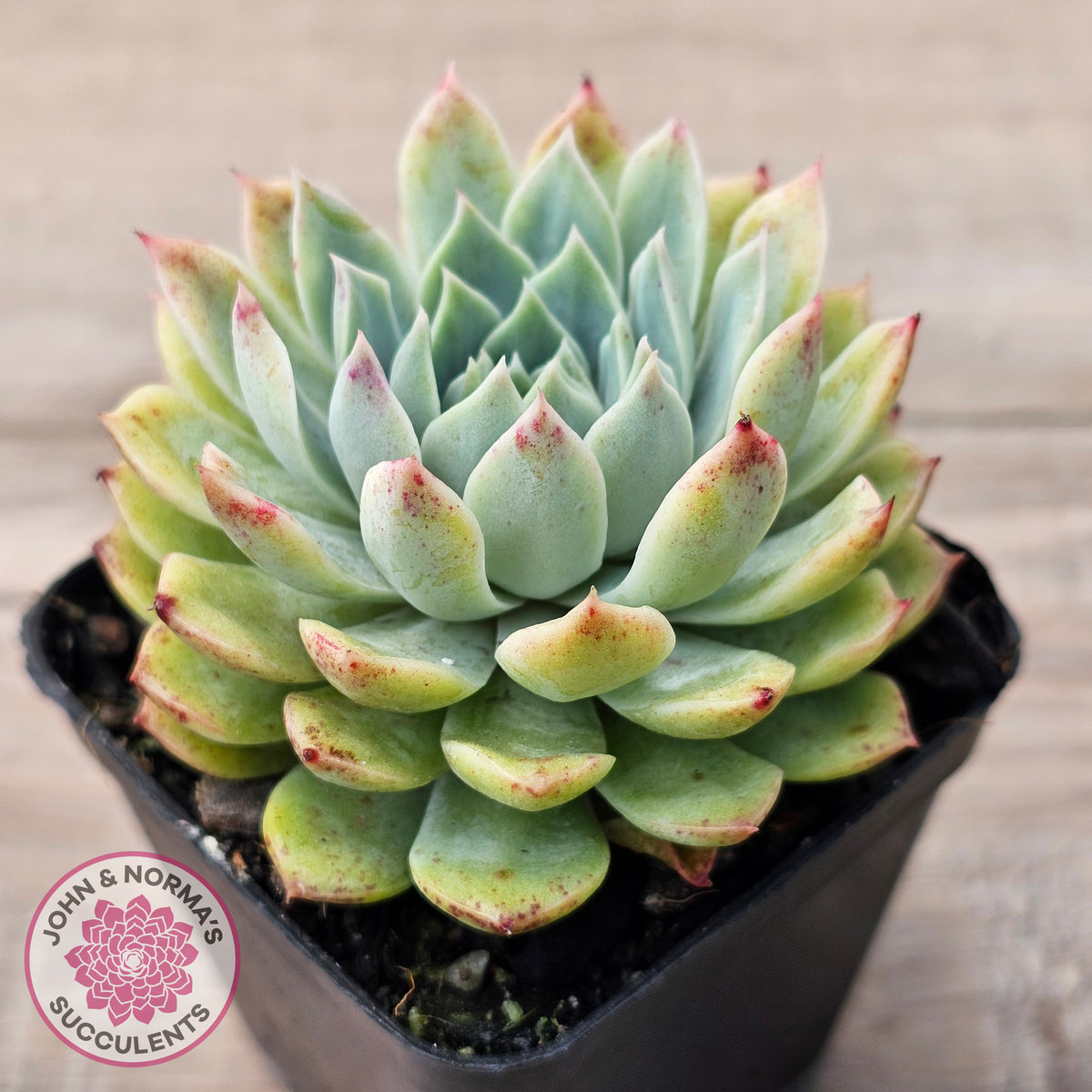 Echeveria 'Hyalina Surprise'