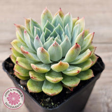 Load image into Gallery viewer, Echeveria &#39;Hyalina Surprise&#39;
