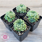 Echeveria 'Hyalina'