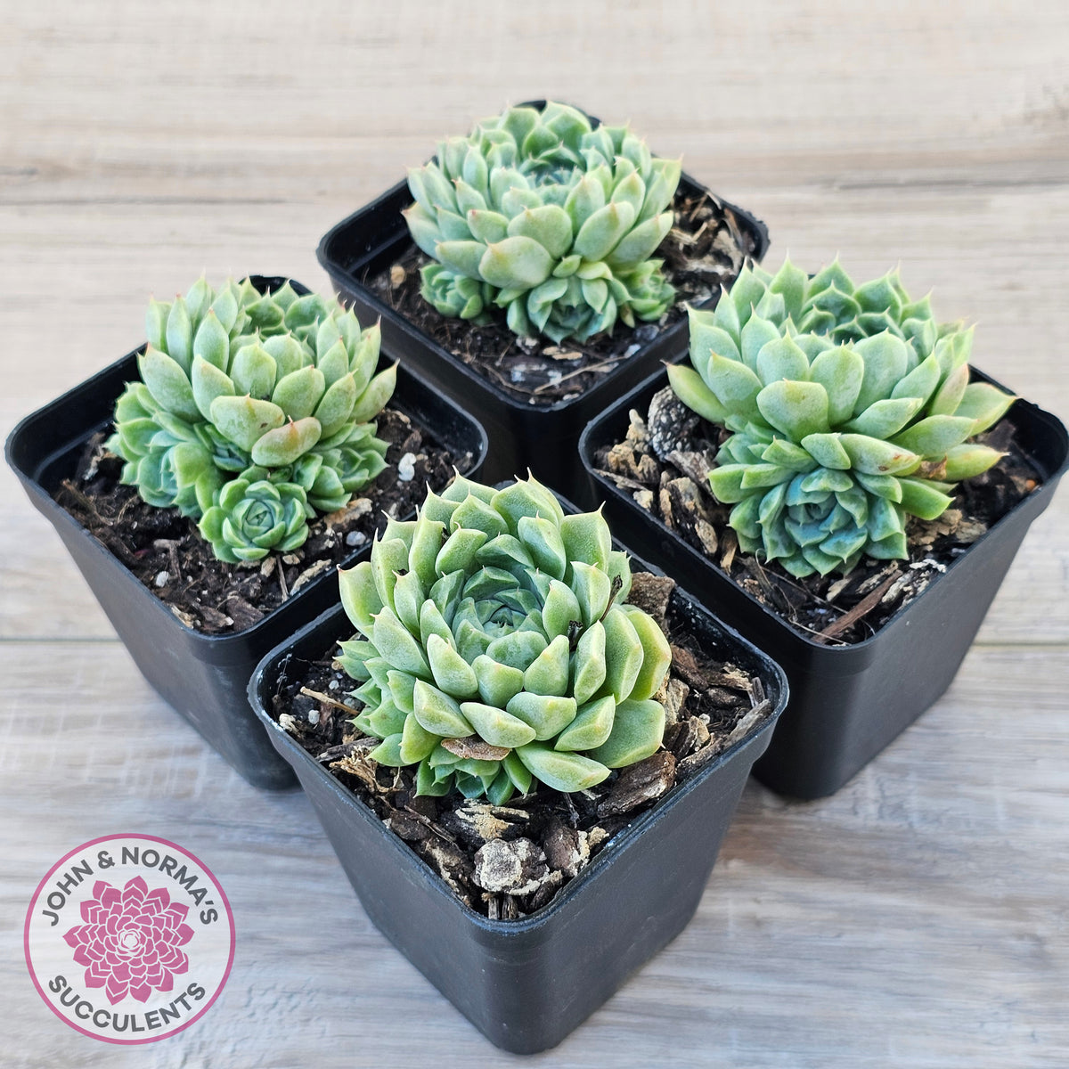 Echeveria 'Hyalina'