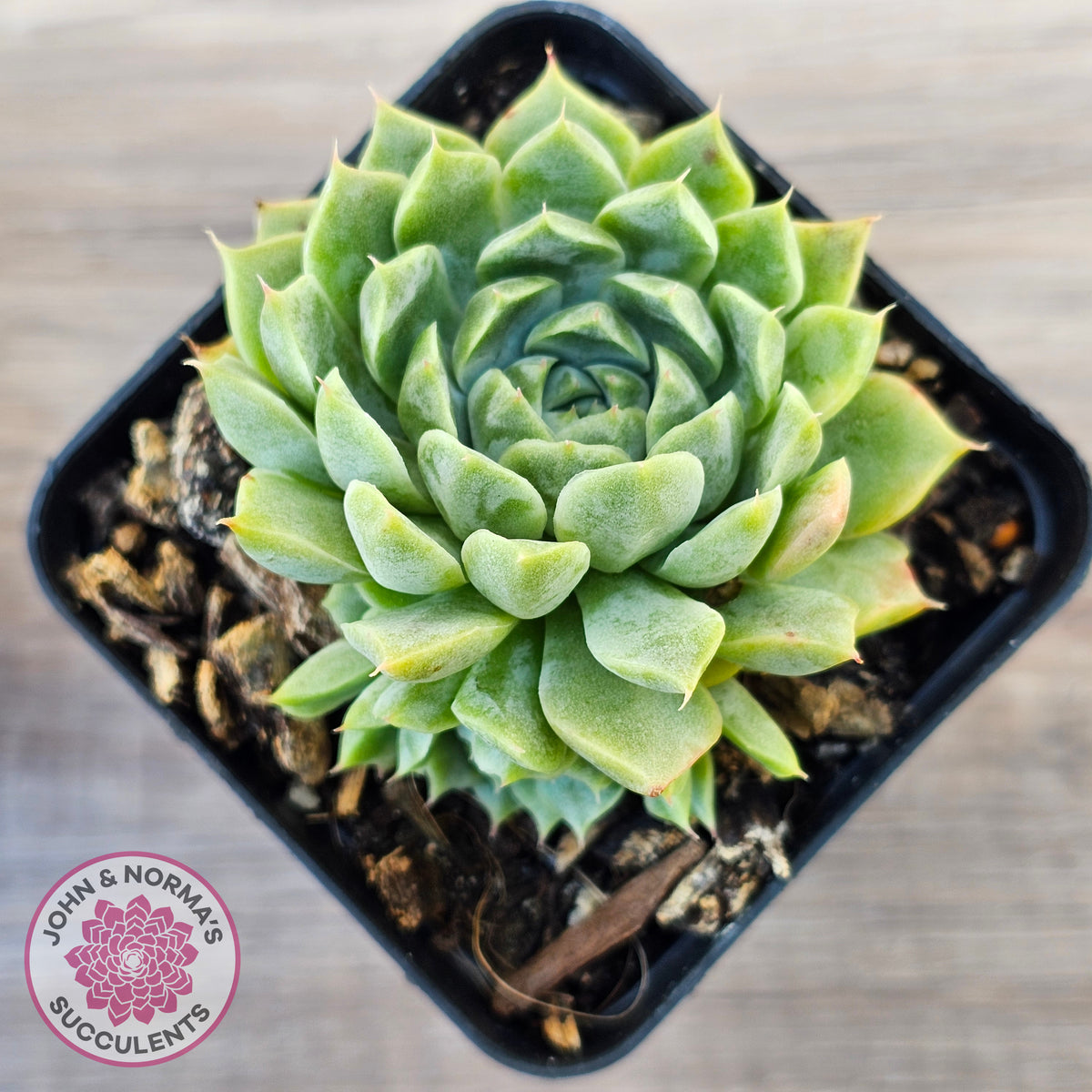 Echeveria 'Hyalina'