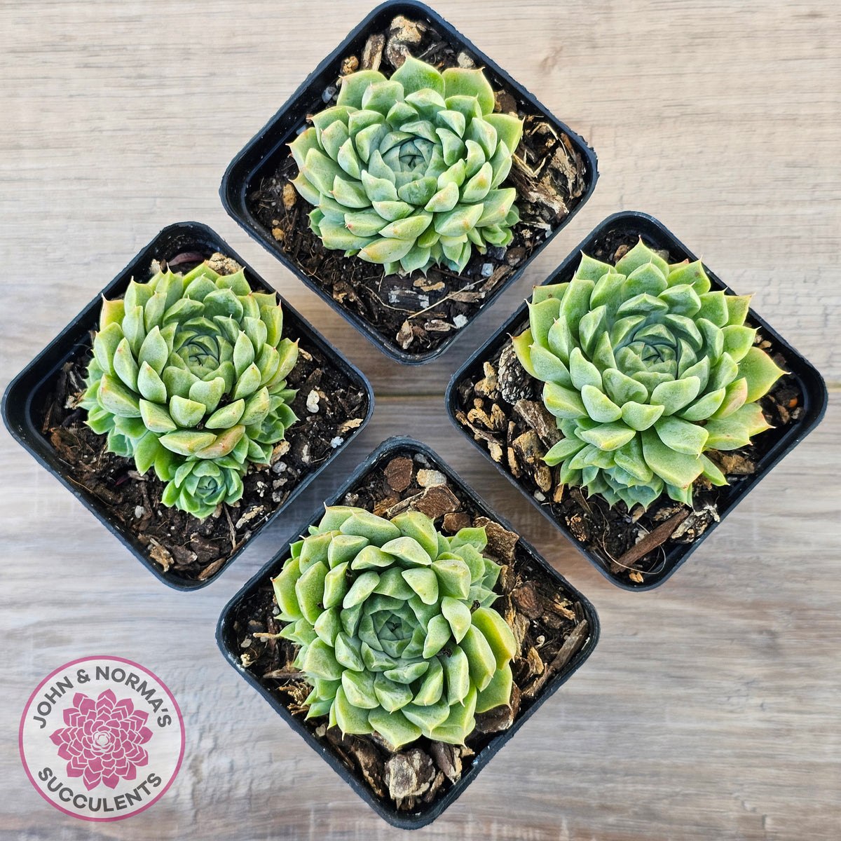 Echeveria 'Hyalina'