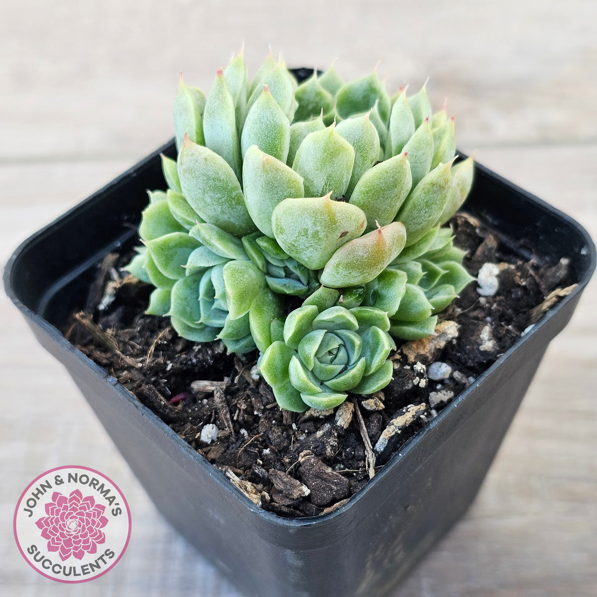 Echeveria 'Hyalina'