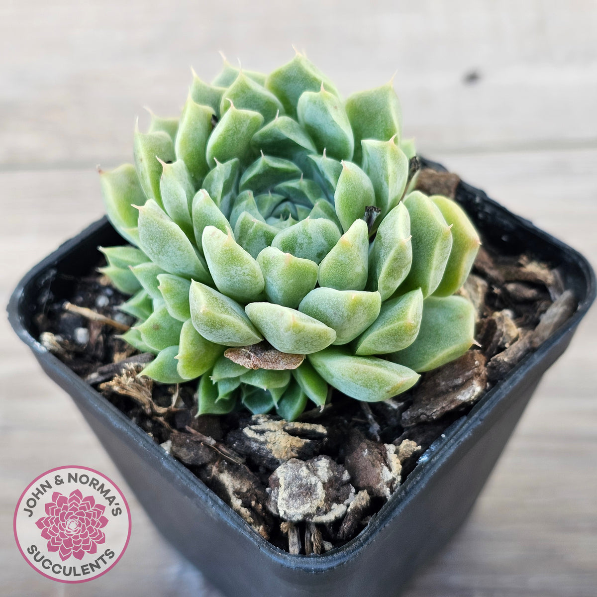 Echeveria 'Hyalina'