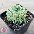 Echeveria 'Hyalina'