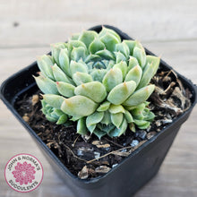 Load image into Gallery viewer, Echeveria 'Hyalina'
