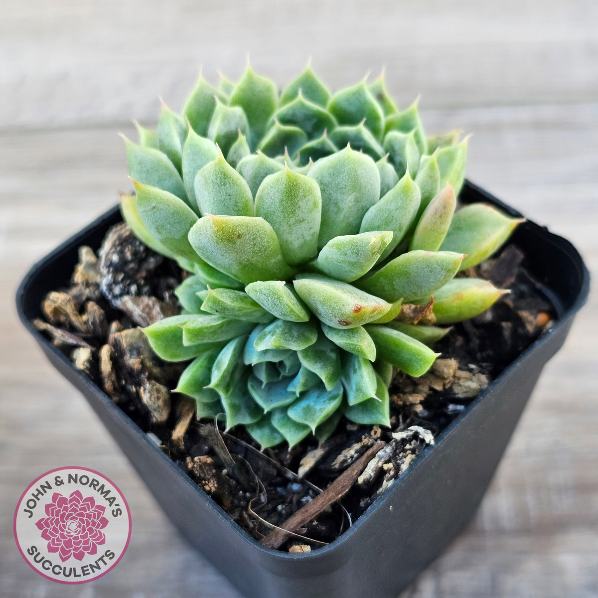 Echeveria 'Hyalina'