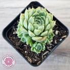 Echeveria 'Hyalina'