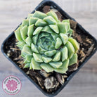 Echeveria 'Hyalina'
