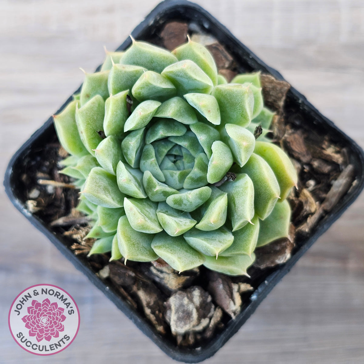 Echeveria 'Hyalina'