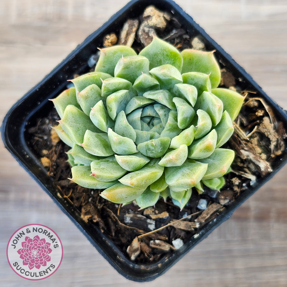 Echeveria 'Hyalina'