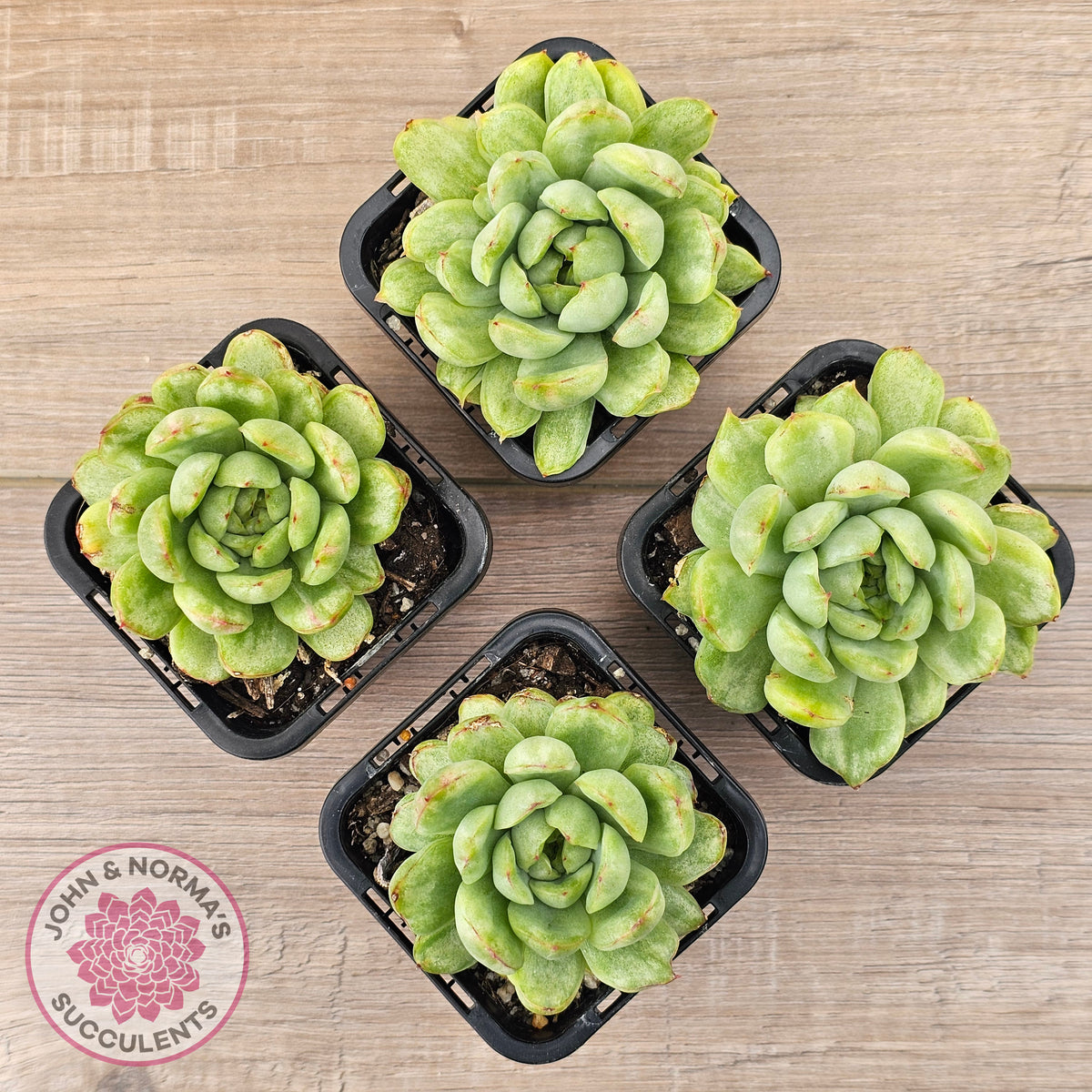 Echeveria 'Ice Angel' Variegated