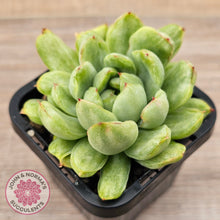 Load image into Gallery viewer, Echeveria &#39;Ice Angel&#39; Variegated
